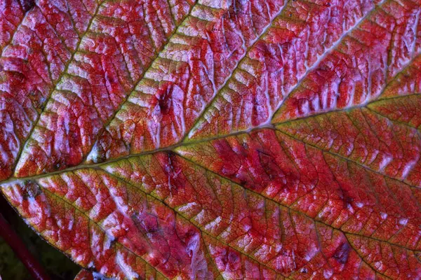 Macro Shot Van Herfstbladeren — Stockfoto