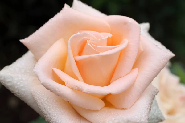 Kolor Kremu Róża Ogrodzie — Zdjęcie stockowe