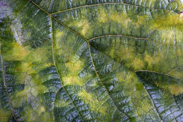 Primo Piano Delle Foglie Autunnali Sfondo Strutturato — Foto Stock