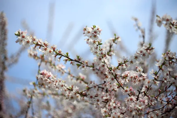 Nanking Cherry Blossom Sakura — Stock fotografie