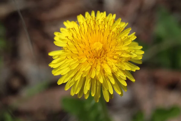 Nahaufnahme Von Erstaunlichen Blühenden Blumen — Stockfoto