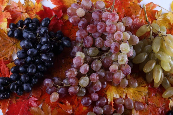 Different Grape Leaves — Stock Photo, Image