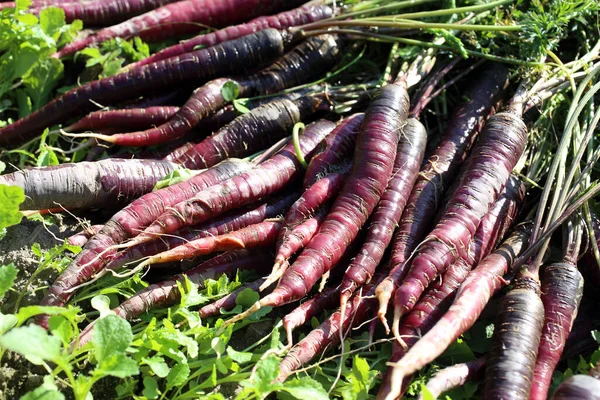 Cosecha Zanahorias Violeta Granja — Foto de Stock