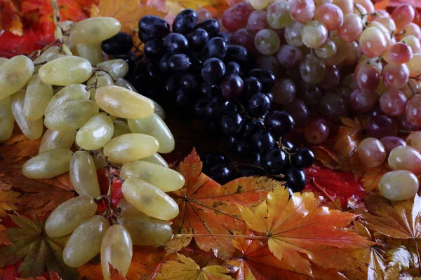 Fresh Grapes Maple Leaves — Stock Photo, Image