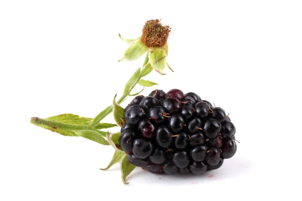 Blackberry White Background — Stock Photo, Image