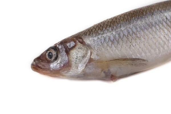 Smelt Fish Isolated White — Stock Photo, Image