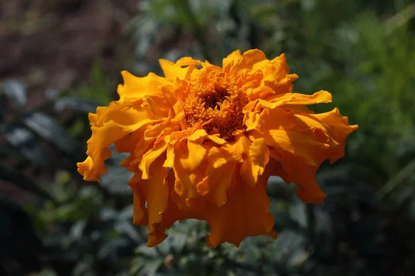 素晴らしい開花の花の終わり — ストック写真