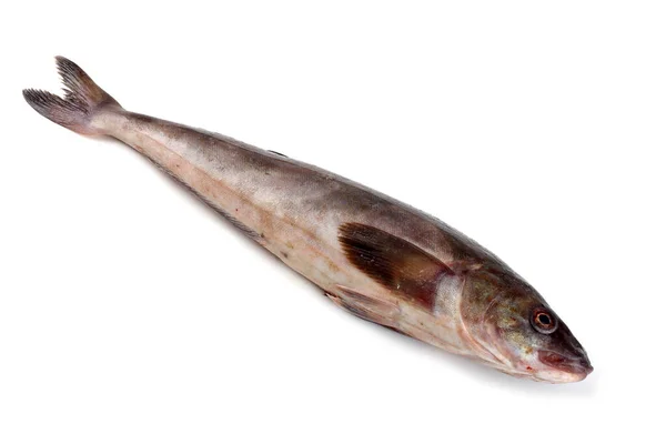 Branzino Isolato Bianco — Foto Stock