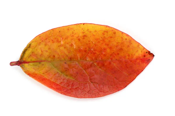 Hoja Arándano Otoño Aislada Blanco — Foto de Stock