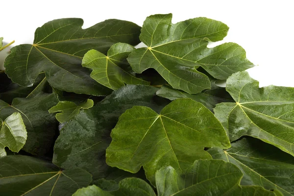 Sonbahar yapraklarını kapatın. Desenli arkaplan