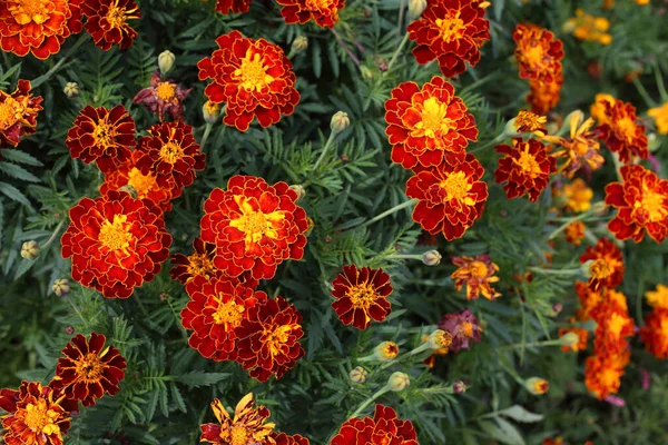 Gros Plan Des Fleurs Florissantes Étonnantes — Photo