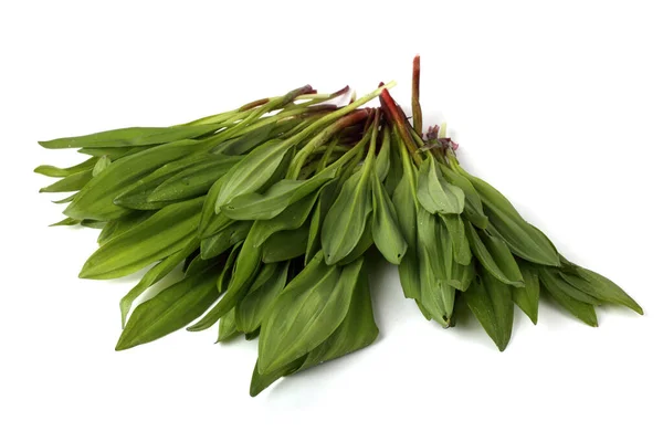 Ramson Στρείδια Bear Leek Άγριο Σκόρδο Αρκούδα Σκόρδο Πλατύφυλλο Σκόρδο — Φωτογραφία Αρχείου