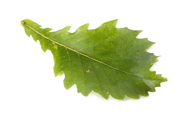 Foglie Quercia Autunno Isolato Sfondo Bianco — Foto Stock