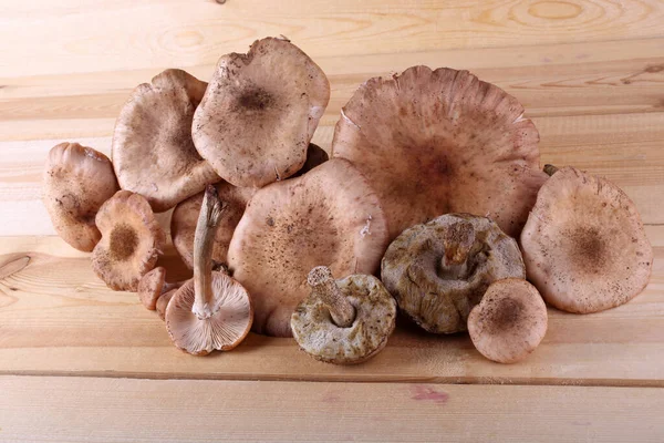 Close Outono Cogumelos Frescos Crus — Fotografia de Stock