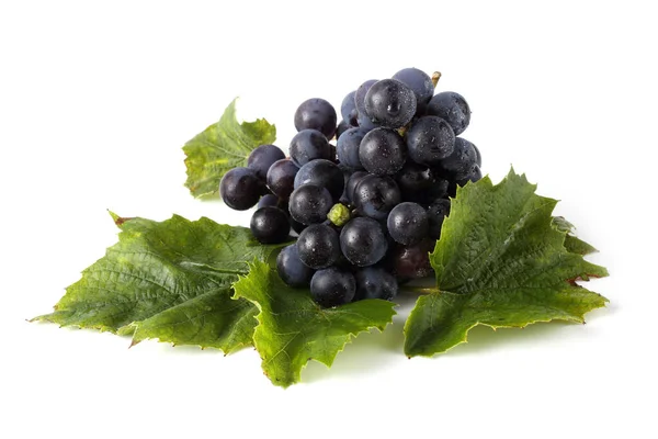 Wine Grape Leaves Isolated White — Stock Photo, Image