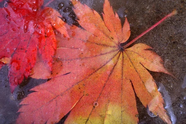 Close Bright Autumn Leaves — Stock Photo, Image