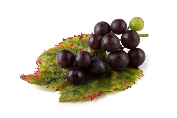 Winogrona Produkcji Wina Czerwonego — Zdjęcie stockowe