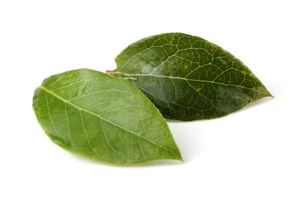 Leaves Tree Isolated White Background — Stock Photo, Image