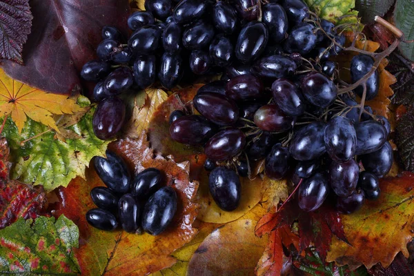 Raisin Sur Feuilles Automne — Photo