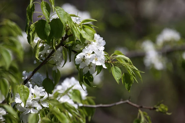 Close Amazing Blooming Flowers — Stock Photo, Image