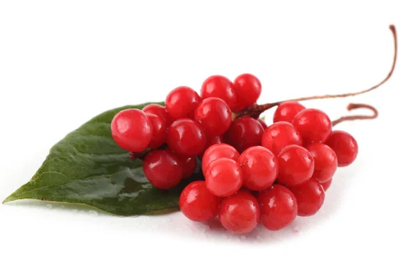 Schisandra chinensis (beş un meyvesi, manolya üzümü)