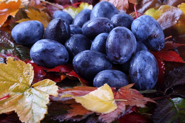 Fresh Plums Autumn Leaves Background — Stock Photo, Image