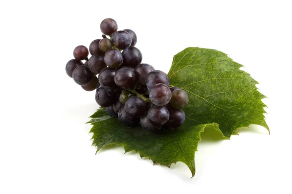 Wine Variety Red Grape — Stock Photo, Image