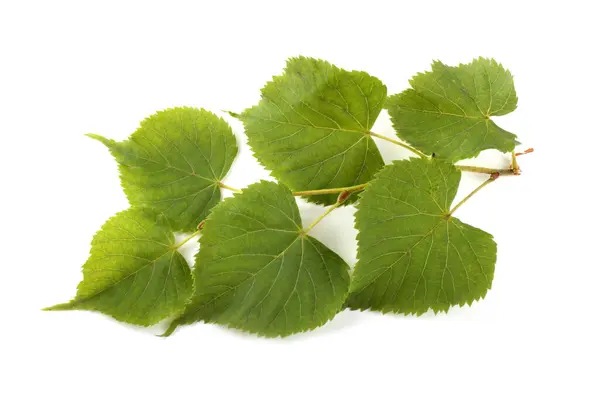 Gröna Blad Isolerad Vit Bakgrund — Stockfoto