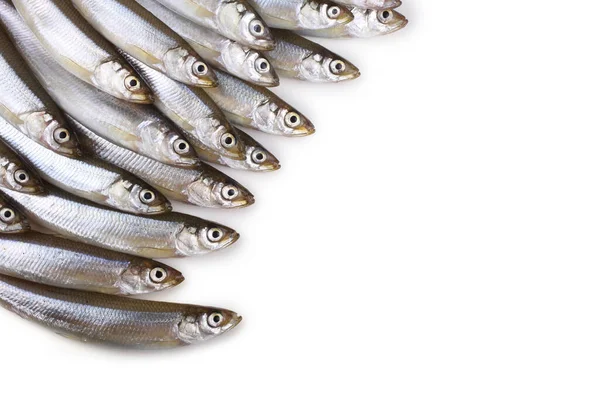 Asian Smelt Fish Isolated White — Stock Photo, Image