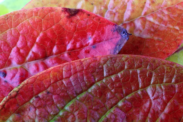 Nahaufnahme Von Abgefallenen Herbstblättern — Stockfoto