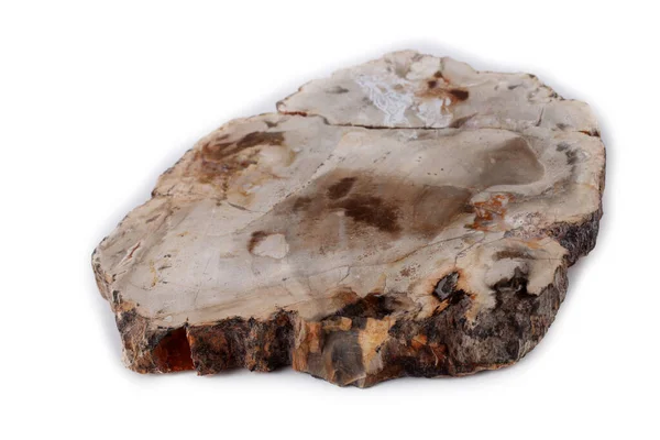 Beyaz Üzerine Izole Edilmiş Antik Ahşap Fosili — Stok fotoğraf
