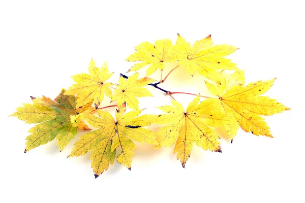Autumn Leaves Isolated White Background — Stock Photo, Image