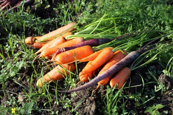 Carrots Harvest Field Different Carrot Varieties Orange Violet — Stock Photo, Image