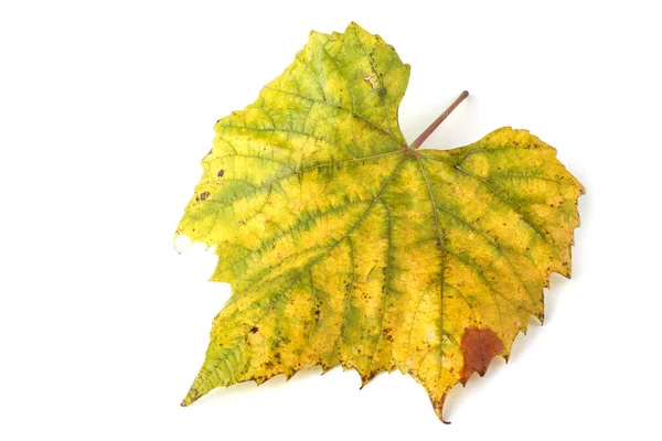 Hoja Uva Otoño Sobre Fondo Blanco — Foto de Stock