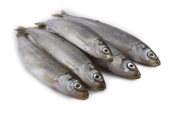 Aziatische Smelt Vis Geïsoleerd Wit — Stockfoto