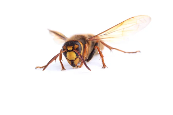 Hornet Isolado Branco Vespa Simillima — Fotografia de Stock