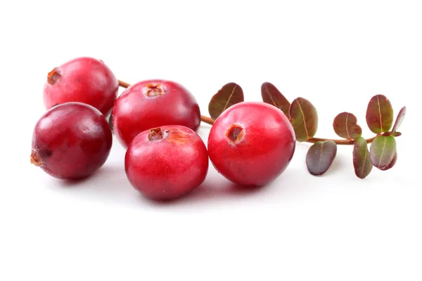 Tutup Dari Cranberry Asam Segar — Stok Foto