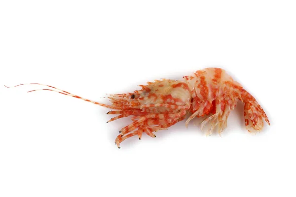 Shrimp Isolated White Northern Bering Shrimp — Stock Photo, Image