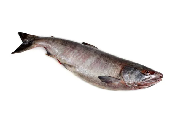 Chumzalm Geïsoleerd Witte Zilverbrite Zalm Hondenzalm Keta — Stockfoto