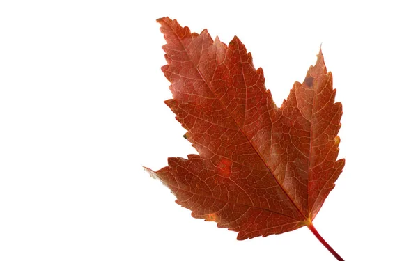 Nahaufnahme Heller Herbstblätter — Stockfoto