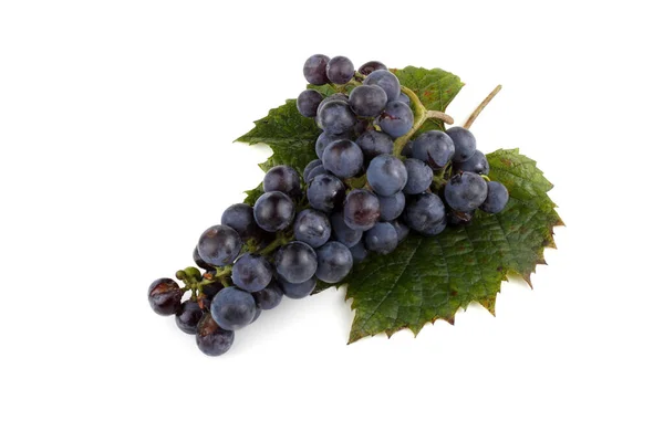 Wine Grape Variety Red Wine — Stock Photo, Image