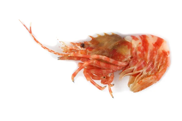 Shrimp Isolated White Northern Bering Shrimp — Stock Photo, Image