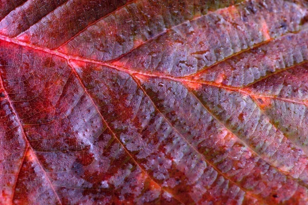 Primo Piano Foglie Autunnali Lucenti — Foto Stock