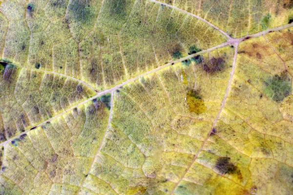 Folha Outono Macro Tiro Fundo Texturizado — Fotografia de Stock