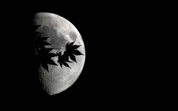 Maple Branch Big Fantastic Moon — Stock Photo, Image