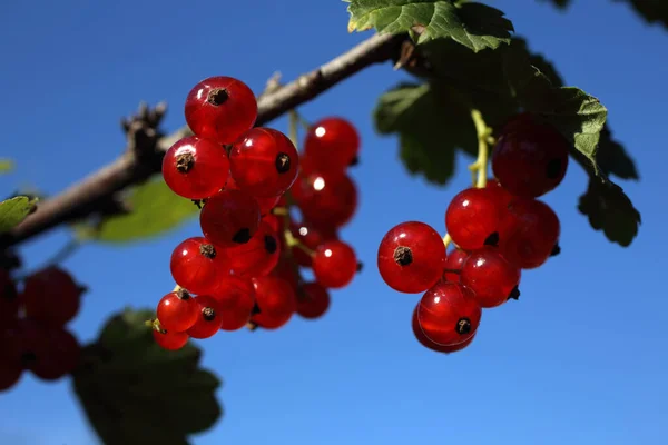 Close Ripe Fresh Currant Harvest — Stock Photo, Image