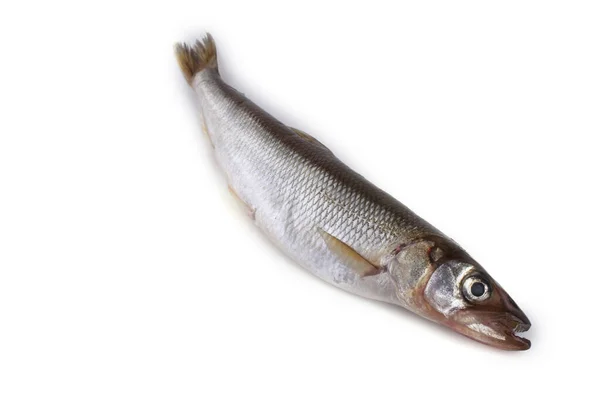 Rainbow Smelt Osmerus Mordax Isolated White — Stock Photo, Image