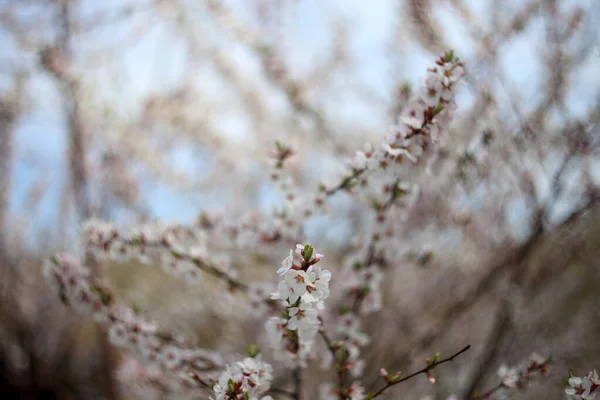 Nanking Cherry Blossom Sakura — Stock fotografie