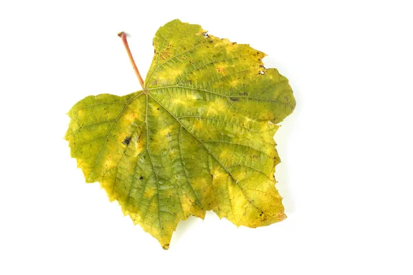 Herbst Traubenblatt Auf Weißem Hintergrund — Stockfoto