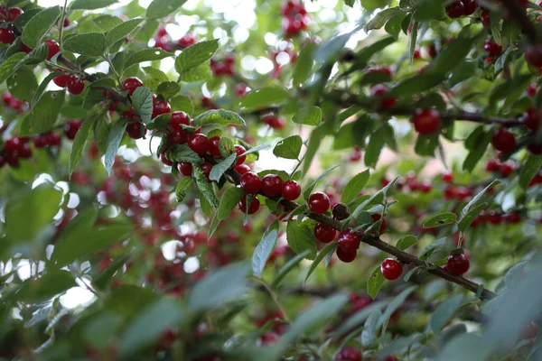 Growing Nanking Cherry Far Eastern Delicacy — Stock Photo, Image